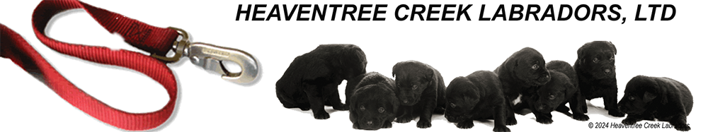 Welcome to Heaventree Creek Labradors