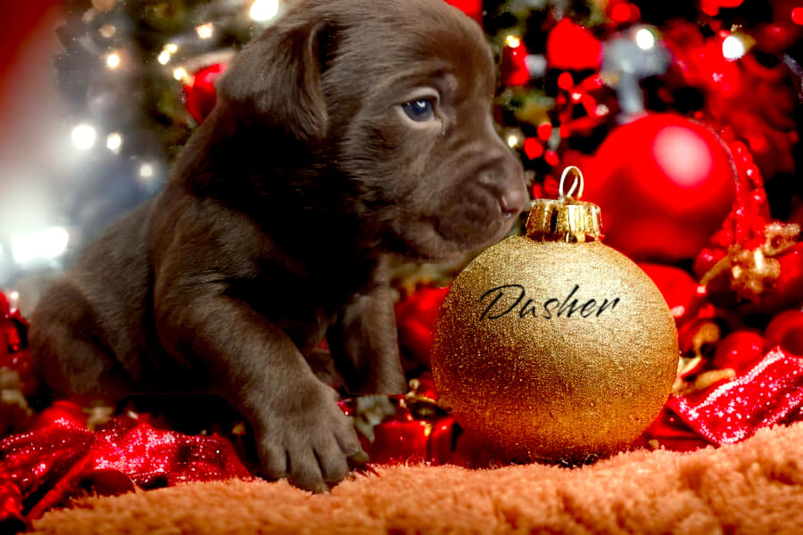 Dasher