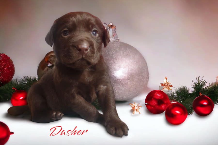 Dasher
