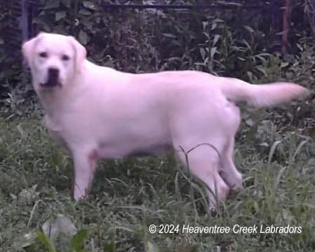 HEAVENTREE'S THENEVER ENDING "STORY"