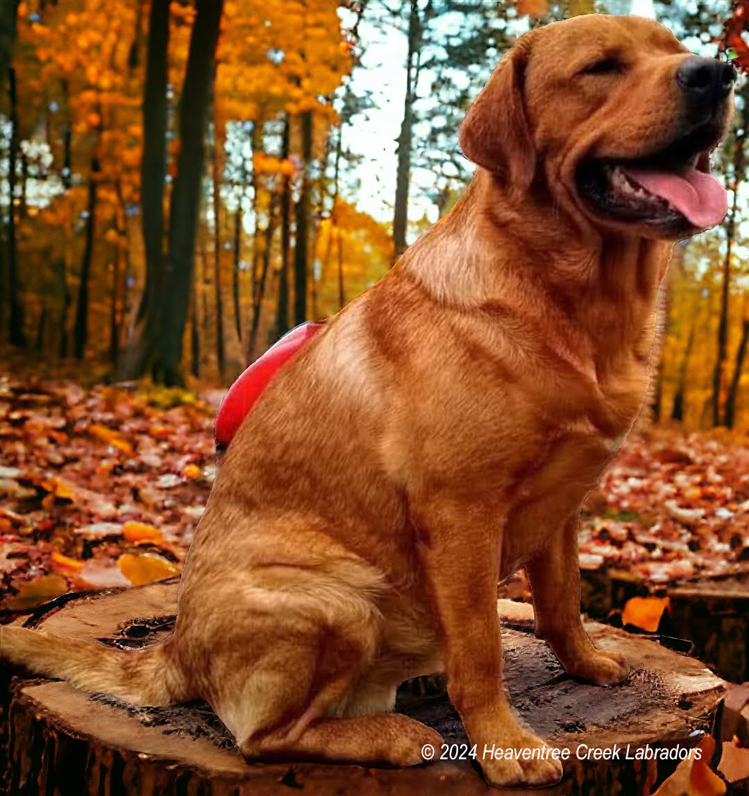 Heaventree's Big Redshift Dog