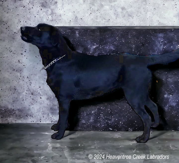 HEAVENTREE'S A STAR IS BORN"Star" 