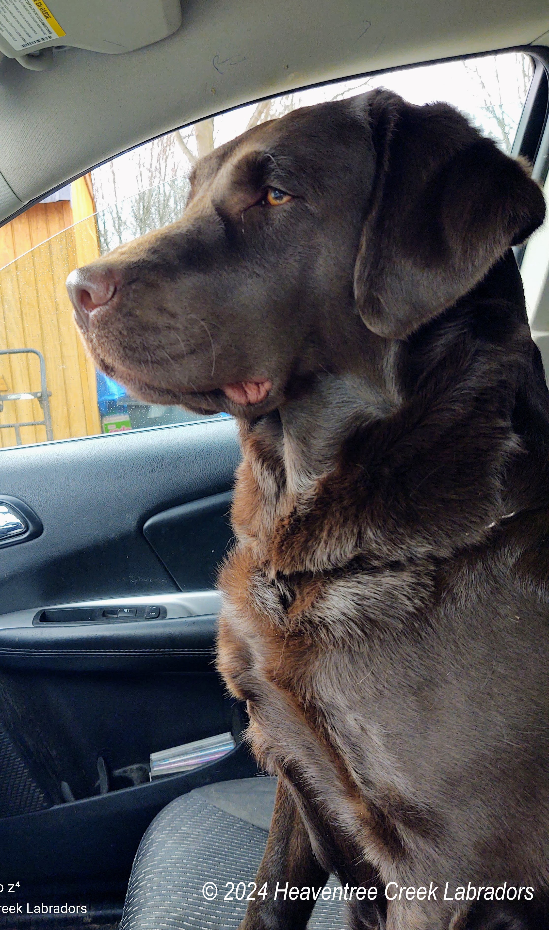 HEAVENTREE'S HARMONIC SHURFIRE ROMANCE "Shuri"